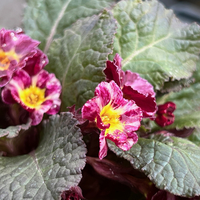 Primula 'Dark Rosaleen'
